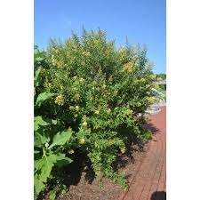 Image result for Cestrum parqui