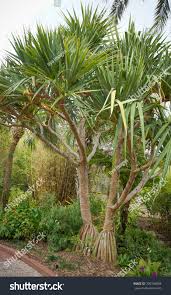 Image result for Pandanus utilis