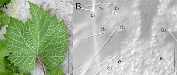 Image result for Tetranychidae grapevine