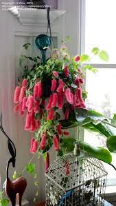 Early spring through summer finish. Pin By Melissa Schlei On Flower Beds And Landscaping Plants Chenille Plant Hanging Plants