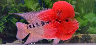 After baby parrots fledge, their weight continues to drop for a short period of time. Parrotfish Good Or Bad For The Hobby Tfh Magazine