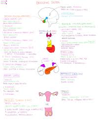 Endocrine System Hormones Released By Anterior And