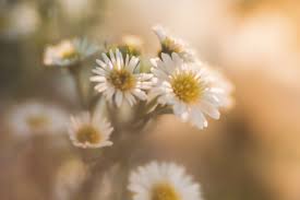 Everything you need as a florist/floral designer or wholesaler. How To Take Creative Flower Pictures By Lucy Ketchum 1 Clickin Moms Blog Helping You Take Better Pictures One Day At A Time