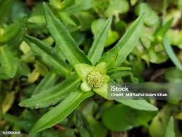 Image result for Enydra