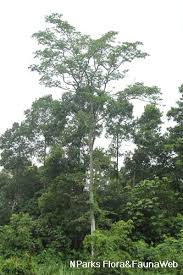 Image result for Intsia