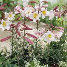 Under $10 $10 to $20 Get The Lowe S 5 Count Lily Bulbs 87177 From Lowe S Now Accuweather Shop