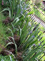 Giant walking iris (neomarica caerulea) blooms in blue and common walking iris. Neomarica Caerulea Regina Blue Giant Apostle S Walking Iris 2 Plants 8 Tall Home Garden Com Yard Garden Outdoor Living