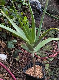 Image result for Aloe ballii
