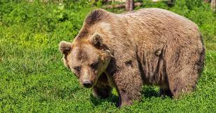 Under normal conditions, a kodiak bear cub's weight doubles every two months during the first year. How Much Does A Bear Weigh With 10 Examples