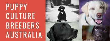 It is a comprehensive, organized program for breeders the first 12 weeks of a puppy's life are incredibly important. Puppy Culture Breeders Australia