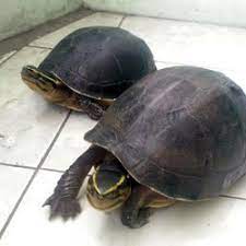 Jual Kura Kura Ambon Batok Di Jakarta Barat Harga Terbaru 2021