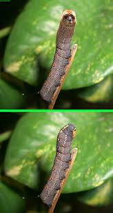 Black And Red Caterpillar Identification Fake Llamapillar The Original Image From A Series Of A Brown Caterpillar With Red Spots Is Shown On Th Brown Caterpillar Brown Spots Wooly Bear Caterpillar