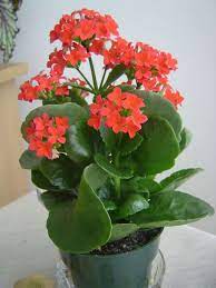 Pretty Flowering Kalanchoe Interior Plants Kalanchoe Blossfeldiana Kalanchoe Flowers House Plants