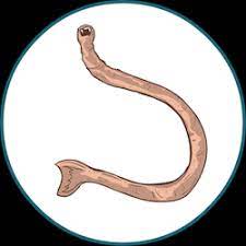The infected cells then occlude blood vessels, blocking blood flow and causing body. Worms In Cats The Most Common Types Treating And Prevention