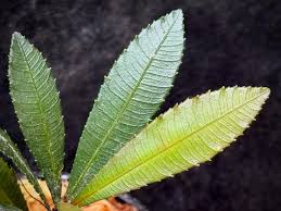 Image result for Sauvagesia