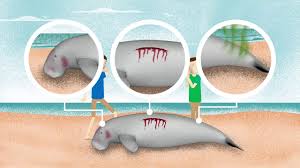 They can grow up to 3 m long, and can weigh up to about 300 kg. Video The Dugong Seagrass Conservation Project