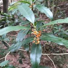 In china, it is the city flower of the cities of hangzhou, zhejiang province, suzhou, jiangsu province and guilin,. Plantsnap Identify Plants Trees Mushrooms With An App