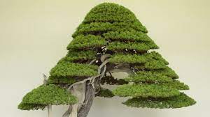 Juniper bonsai trees flourish in full sun as long as the soil does not dry completely. Juniper Bonsai Care Youtube