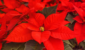 Maybe you would like to learn more about one of these? How To Revive A Dying Poinsettia Plant Gardener Report