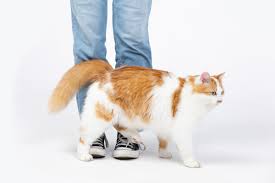 猫が『飼い主さんの足をわざと踏む』ナゾ行動の理由5選 どんなキモチが隠れている？ - Yahoo! JAPAN