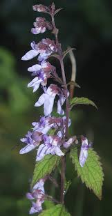 Image result for Isodon