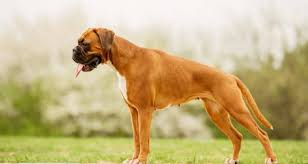 How much should i feed my puppy? The 8 Best Dog Foods For Boxers 2021 Reviews