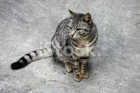 Beton Uzerinde Cizgili Kedi Stok Fotograflari Freeimages Com
