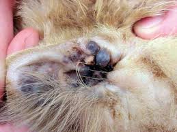 We did not find results for: Tumors Of The Ear Veterian Key