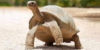 Awesome Galapagos Tortoise Facts Aquaviews Leisure Pro