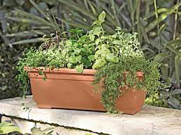 They prefer a spot where the sun's rays strike their leaves directly for six to eight hours a day. How To Grow Edibles In Window Boxes Hgtv