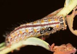 Image result for Gnidia microcephala