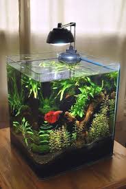 11 Decorer Un Petit Aquarium Voici Un Peu D Inspi 20 Idees A Little Inspiration To Decorate A Small Aq In 2020 Betta Fish Tank Betta Aquarium Amazing Aquariums