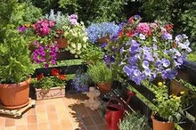 Wie Kann Man Den Balkon Ganzjahrig Mit Pflanzen Verschonern Lesen Sie Unsere Tipps Pflanzen Bepflanzung Balkonkasten Bepflanzen