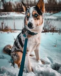 Pin By Ez On Dogs I Want In 2020 Australian Shepherd Australian Sheep Dogs Cattle Dogs Mix