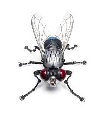2 Fly Jpg Insect Art Insects Bug Art