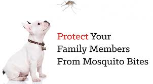 Mosquito Protection For Dogs Cats
