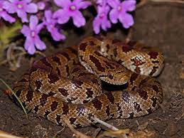 Prairie Kingsnake Lampropeltis Calligaster Calligaster Greene County Snake Greene