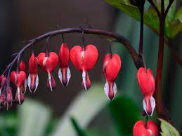 Maybe you would like to learn more about one of these? Plant Of The Week Bleeding Heart Gardens The Guardian