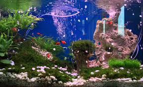 Maybe you would like to learn more about one of these? The Best 5 Gallon Fish Tank Guide 2021 Animal Corner