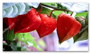 A Plant Species Of The Genus Physalis Has Its Origin In The Present Day Region Of Chile And Peru The Plant And Plant Species Gooseberry Fruit Cape Gooseberry