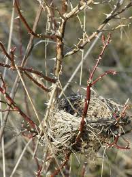 Signs Of Spring And Birds Nests The Annotated Flora The Thorn Birds Bird Supplies Bird Nest