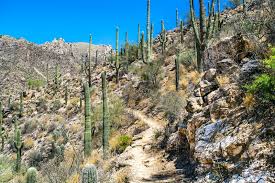 The cactus to clouds hike, also sometimes known as simply c2c, traverses the skyline the first thing to consider is the time of year you choose to hike. 9 Best Hikes In Saguaro National Park For All Levels