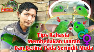 Di indonesia sendiri setidaknya burung serindit yang terkenal berasal dari malaysia dan jawa. Tips Unik Membedakan Burung Serindit Jantan Dan Betina Yg Masih Muda Serta Yang Sudah Dewasa Youtube
