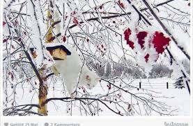 Vorsicht dachschnee vorlage / der dicke dachdecker deckte das dicke dach. Tierische Fotomodels Die Zehn Schonsten Schnee Katzen Bei Instagram News Stuttgarter Nachrichten