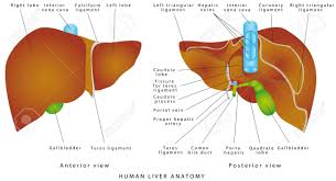 7690981229for any query tell me in comment section.for notes visit my fb page.facebook. Liver Anatomy Gallbladder On A White Background The Gallbladder Royalty Free Cliparts Vectors And Stock Illustration Image 110948627