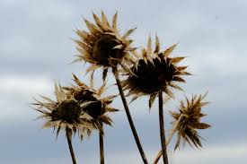 Image result for Berkheya setifera