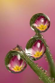 Three Dewdrop Refractions Reflection Photography Dew Drops Macro Photography