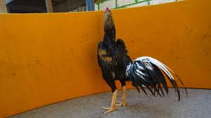Dzan agro farm & t. Import G020 Plat Gold Tradngon Super Mewah Siap Turun Sold Out