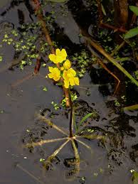 Image result for Lentibulariaceae