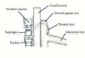 The anlage of the thoracic duct appears in the sixth to seventh week of fetal life as lymphatic clefts surrounded with. Cervical Course Of The Thoracic Duct The Thoracic Duct Enters The Neck Download Scientific Diagram
